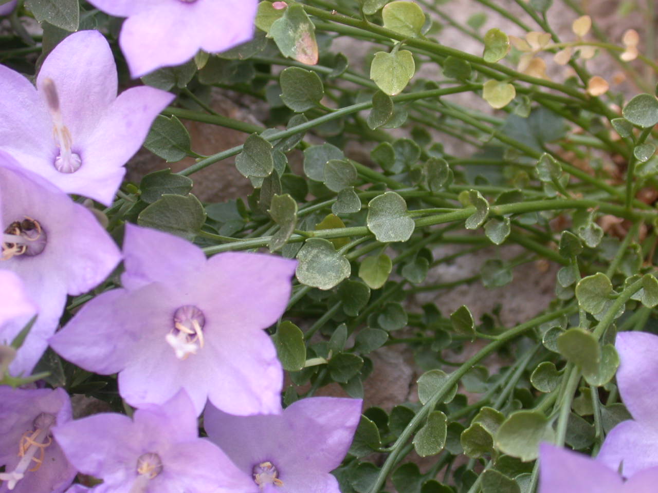 Campanula fragilis subsp. cavolinii / Campanula di Cavolini